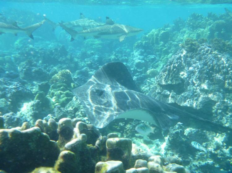Green Lodge Moorea Temae Dış mekan fotoğraf